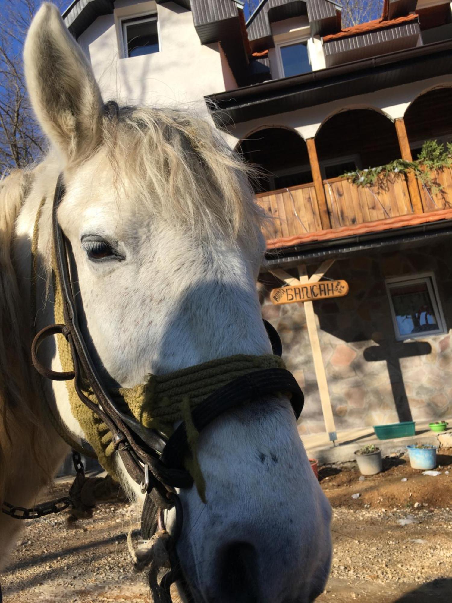 Kuca Za Odmor ,,Balkan” Crni Vrh エクステリア 写真